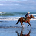 promenades équestres sur la plage le touquet